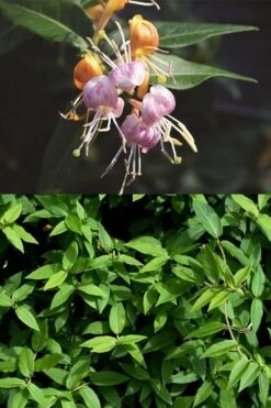 Candy Swirl Honeysuckle Vine (Lonicera) - 5 Gallon Pot -Garden Plant Seeds lonicera candy swirl honeysuckle vine 3