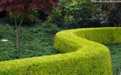 Thunderbolt Golden Box Honeysuckle - 3 Gallon Pot -Garden Plant Seeds lonicera nitida thunderbolt box honeysuckle 4