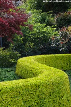 Thunderbolt Golden Box Honeysuckle - 3 Gallon Pot -Garden Plant Seeds lonicera nitida thunderbolt box honeysuckle 5