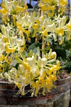 Scentsation Fragrant Yellow Honeysuckle - Lonicera Periclymenum - 1 Gallon Pot -Garden Plant Seeds lonicera scentsation fragrant yellow honeysuckle 101