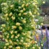 Scentsation Fragrant Yellow Honeysuckle - Lonicera Periclymenum - 1 Gallon Pot -Garden Plant Seeds lonicera scentsation fragrant yellow honeysuckle 103
