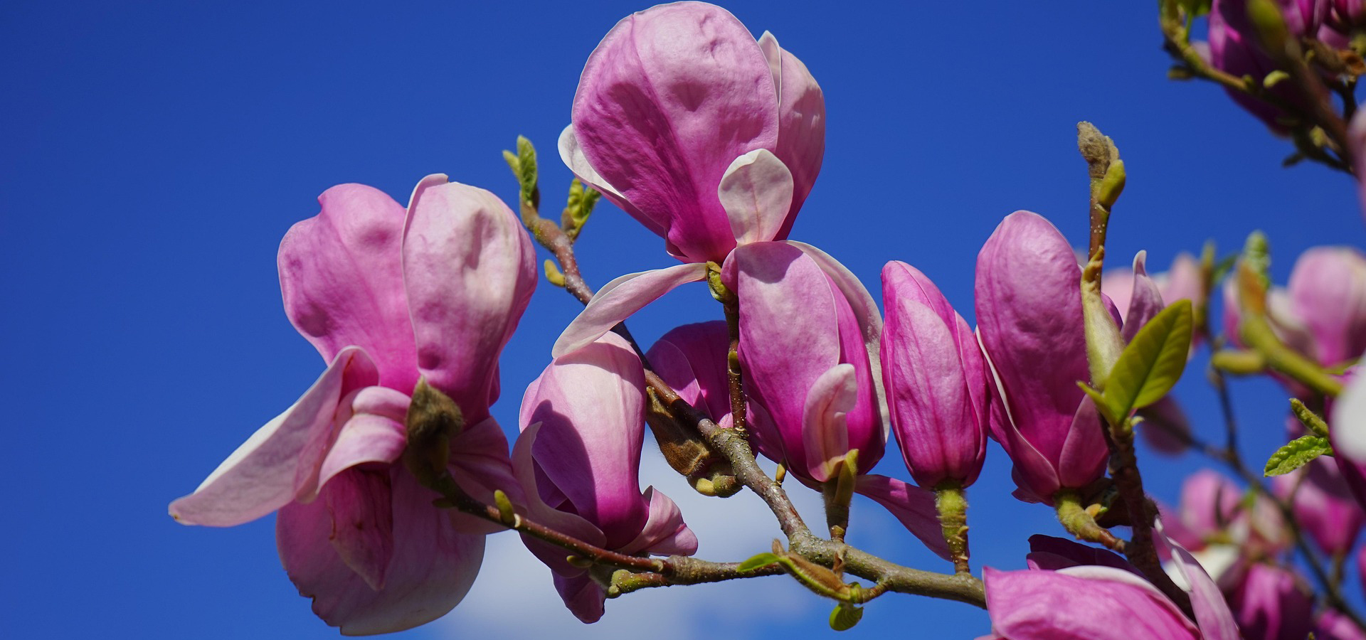 Garden Plant Seeds -Garden Plant Seeds magnolia 324299 1920