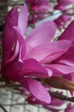 Ann Magnolia Tulip Tree - 2 Gallon Pot -Garden Plant Seeds magnolia ann 30