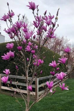 Ann Magnolia Tulip Tree - 2 Gallon Pot -Garden Plant Seeds magnolia ann tulip tree 100