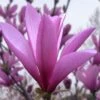 Ann Magnolia Tulip Tree - 5 Gallon Pot -Garden Plant Seeds magnolia ann tulip tree 101 1