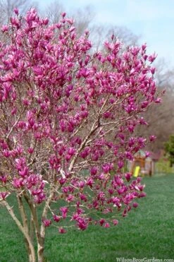 Ann Magnolia Tulip Tree - 3 Gallon Pot 19 Ann Magnolia Tulip Tree - 3 Gallon Pot -Garden Plant Seeds magnolia ann tulip tree 105 2