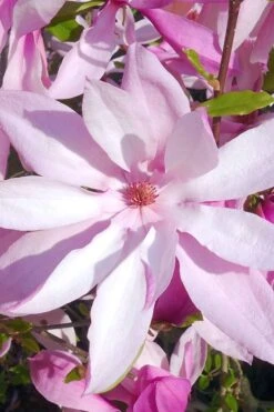 Betty Magnolia Tulip Tree - 1 Gallon Pot 15 Betty Magnolia Tulip Tree - 1 Gallon Pot -Garden Plant Seeds magnolia betty 20 1