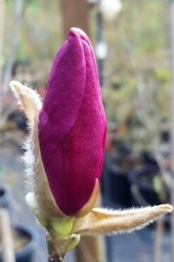 Betty Magnolia Tulip Tree - 3 Gallon Pot 16 Betty Magnolia Tulip Tree - 3 Gallon Pot -Garden Plant Seeds magnolia betty 21