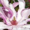 Betty Magnolia Tulip Tree - 3 Gallon Pot 2 Betty Magnolia Tulip Tree - 3 Gallon Pot -Garden Plant Seeds magnolia betty 22