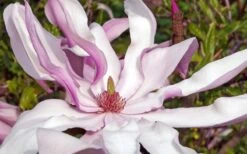 Betty Magnolia Tulip Tree - 1 Gallon Pot 17 Betty Magnolia Tulip Tree - 1 Gallon Pot -Garden Plant Seeds magnolia betty 23 1