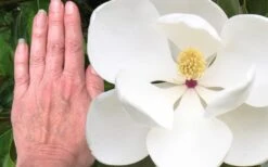 Edith Bogue Cold Hardy Evergreen Magnolia - 5 Gallon Pot -Garden Plant Seeds magnolia edith bogue 3