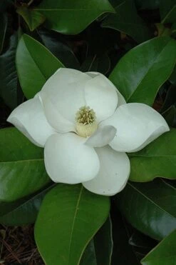 Edith Bogue Cold Hardy Evergreen Magnolia - 5 Gallon Pot -Garden Plant Seeds magnolia edith bogue 5