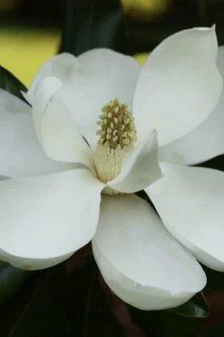 Edith Bogue Cold Hardy Evergreen Magnolia - 5 Gallon Pot -Garden Plant Seeds magnolia edith bogue 6 1