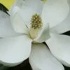 Edith Bogue Cold Hardy Evergreen Magnolia - 5 Gallon Pot -Garden Plant Seeds magnolia edith bogue 6