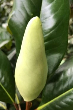 Edith Bogue Cold Hardy Evergreen Magnolia - 5 Gallon Pot -Garden Plant Seeds magnolia edith bogue bud 1