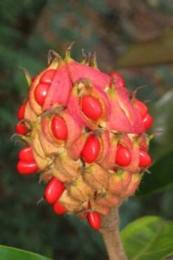 Edith Bogue Cold Hardy Evergreen Magnolia - 5 Gallon Pot -Garden Plant Seeds magnolia edith bogue fruit 1