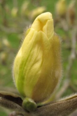 Elizabeth Magnolia (Tulip Tree) - 5 Gallon Pot -Garden Plant Seeds magnolia elizabeth 10