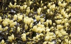 Elizabeth Magnolia (Tulip Tree) - 5 Gallon Pot -Garden Plant Seeds magnolia elizabeth 15