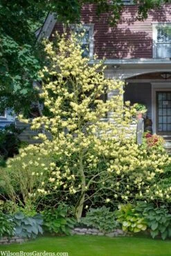 Elizabeth Magnolia (Tulip Tree) - 5 Gallon Pot -Garden Plant Seeds magnolia elizabeth 16