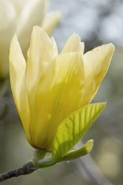 Elizabeth Magnolia (Tulip Tree) - 5 Gallon Pot -Garden Plant Seeds magnolia elizabeth 2