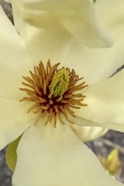 Elizabeth Magnolia (Tulip Tree) - 5 Gallon Pot -Garden Plant Seeds magnolia elizabeth 6