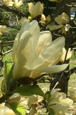 Elizabeth Magnolia (Tulip Tree) - 5 Gallon Pot -Garden Plant Seeds magnolia elizabeth 8