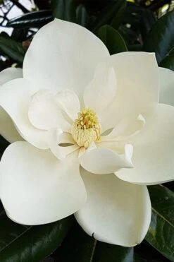 Southern Magnolia Tree - 5 Gallon Pot -Garden Plant Seeds magnolia grandiflora southern magnolia 1