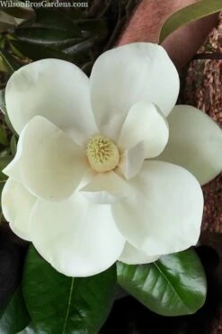 Southern Magnolia Tree - 5 Gallon Pot -Garden Plant Seeds magnolia grandiflora southern magnolia 2
