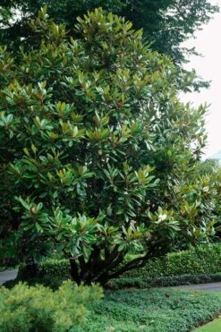 Southern Magnolia Tree - 5 Gallon Pot