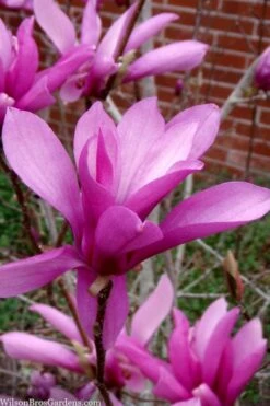 Jane Magnolia Tulip Tree - 5 Gallon Pot -Garden Plant Seeds magnolia jane tulip tree 102 4