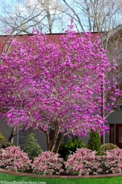 Jane Magnolia Tulip Tree - 3 Gallon Pot 11 Jane Magnolia Tulip Tree - 3 Gallon Pot -Garden Plant Seeds magnolia jane tulip tree 103