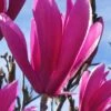 Jane Magnolia Tulip Tree - 5 Gallon Pot -Garden Plant Seeds magnolia jane tulip tree 106 4