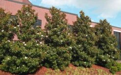 Little Gem Dwarf Southern Magnolia - 7 Gallon Pot (3-4') 14 Little Gem Dwarf Southern Magnolia - 7 Gallon Pot (3-4') -Garden Plant Seeds magnolia little gem 11