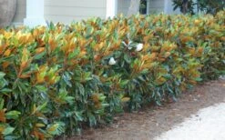 Little Gem Dwarf Southern Magnolia - 7 Gallon Pot (3-4') 18 Little Gem Dwarf Southern Magnolia - 7 Gallon Pot (3-4') -Garden Plant Seeds magnolia little gem 12