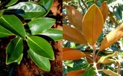Little Gem Dwarf Southern Magnolia - 7 Gallon Pot (3-4') 16 Little Gem Dwarf Southern Magnolia - 7 Gallon Pot (3-4') -Garden Plant Seeds magnolia little gem 16