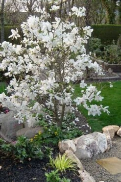 Dr. Merrill Magnolia Tree - 7 Gallon Pot (6-7') -Garden Plant Seeds magnolia loebneri dr merrill 1