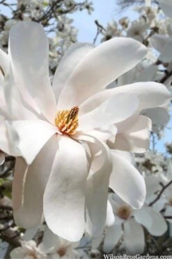 Dr. Merrill Magnolia Tree - 7 Gallon Pot (6-7') -Garden Plant Seeds magnolia loebneri dr merrill 10