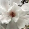 Dr. Merrill Magnolia Tree - 7 Gallon Pot (6-7') -Garden Plant Seeds magnolia loebneri dr merrill 11