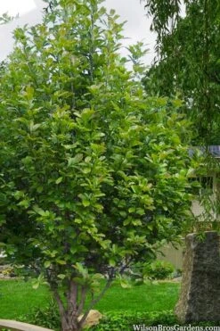Dr. Merrill Magnolia Tree - 7 Gallon Pot (6-7') -Garden Plant Seeds magnolia loebneri dr merrill 12