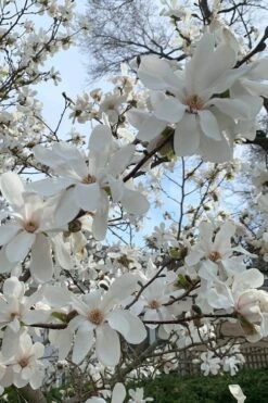 Dr. Merrill Magnolia Tree - 7 Gallon Pot (6-7') -Garden Plant Seeds magnolia loebneri dr merrill 2