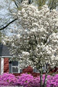 Dr. Merrill Magnolia Tree - 7 Gallon Pot (6-7') -Garden Plant Seeds magnolia loebneri dr merrill 4