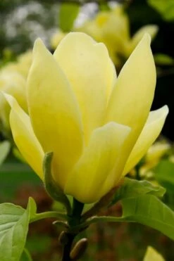 Lois Yellow Magnolia (Tulip Tree) - 7 Gallon Pot (5-6') -Garden Plant Seeds magnolia lois yellow tulip tree 1