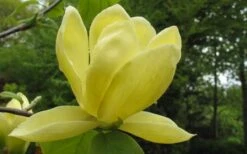 Lois Yellow Magnolia (Tulip Tree) - 7 Gallon Pot (5-6') -Garden Plant Seeds magnolia lois yellow tulip tree 10