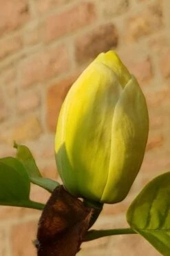 Lois Yellow Magnolia (Tulip Tree) - 7 Gallon Pot (5-6') -Garden Plant Seeds magnolia lois yellow tulip tree 2