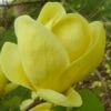 Lois Yellow Magnolia (Tulip Tree) - 7 Gallon Pot (5-6') -Garden Plant Seeds magnolia lois yellow tulip tree 6