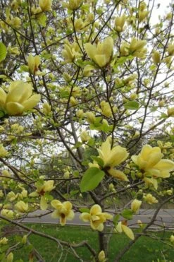 Lois Yellow Magnolia (Tulip Tree) - 7 Gallon Pot (5-6') -Garden Plant Seeds magnolia lois yellow tulip tree 7