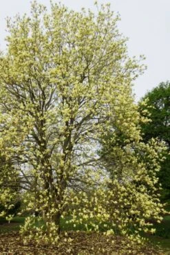 Lois Yellow Magnolia (Tulip Tree) - 7 Gallon Pot (5-6') -Garden Plant Seeds magnolia lois yellow tulip tree 8