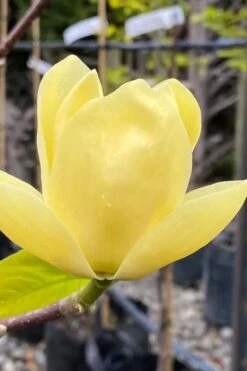 Lois Yellow Magnolia (Tulip Tree) - 7 Gallon Pot (5-6') -Garden Plant Seeds magnolia lois yellow tulip tree 9