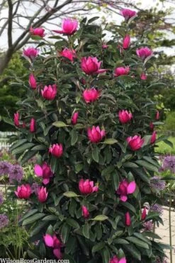 Pink Pyramid Magnolia (Tulip Tree) - 7 Gallon Pot -Garden Plant Seeds magnolia pink pyramid tulip tree 120copy