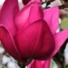 Pink Pyramid Magnolia (Tulip Tree) - 7 Gallon Pot -Garden Plant Seeds magnolia pink pyramid tulip tree 4
